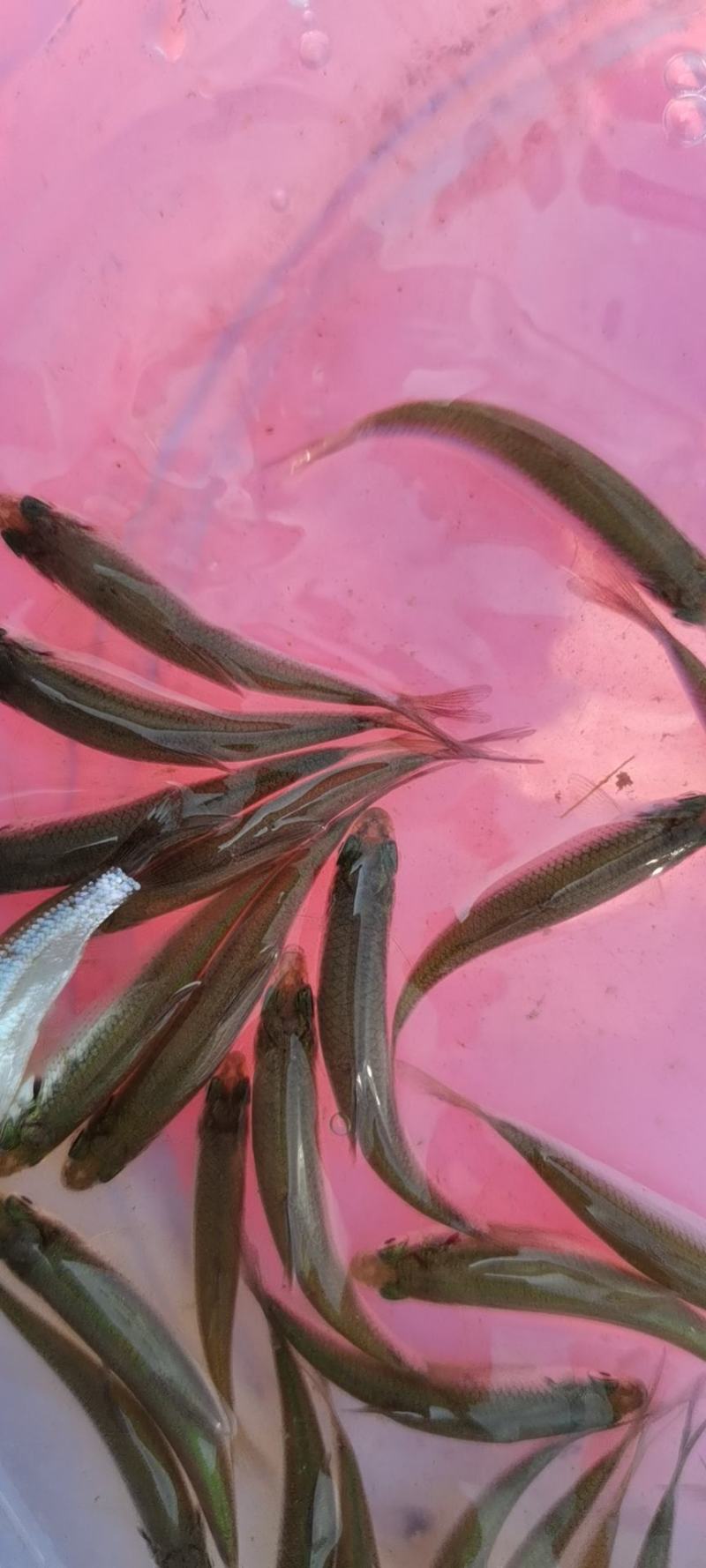长年直供赤眼鳟鱼，赤眼鱼，红眼鲮鱼，抗病力强，易养快大