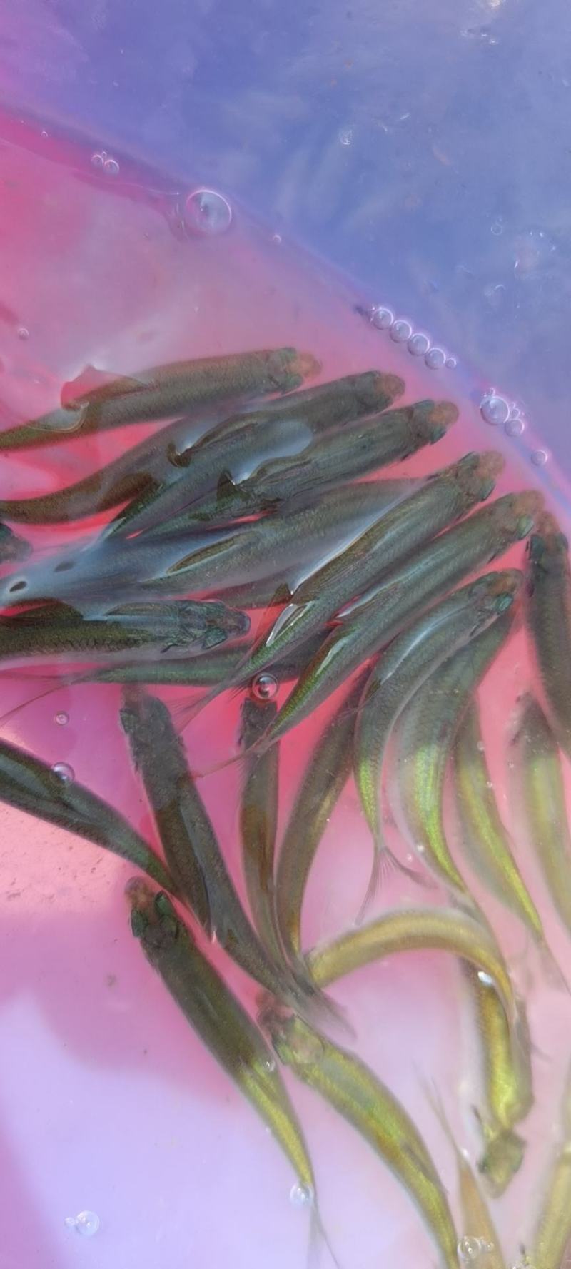 长年直供赤眼鳟鱼，赤眼鱼，红眼鲮鱼，抗病力强，易养快大