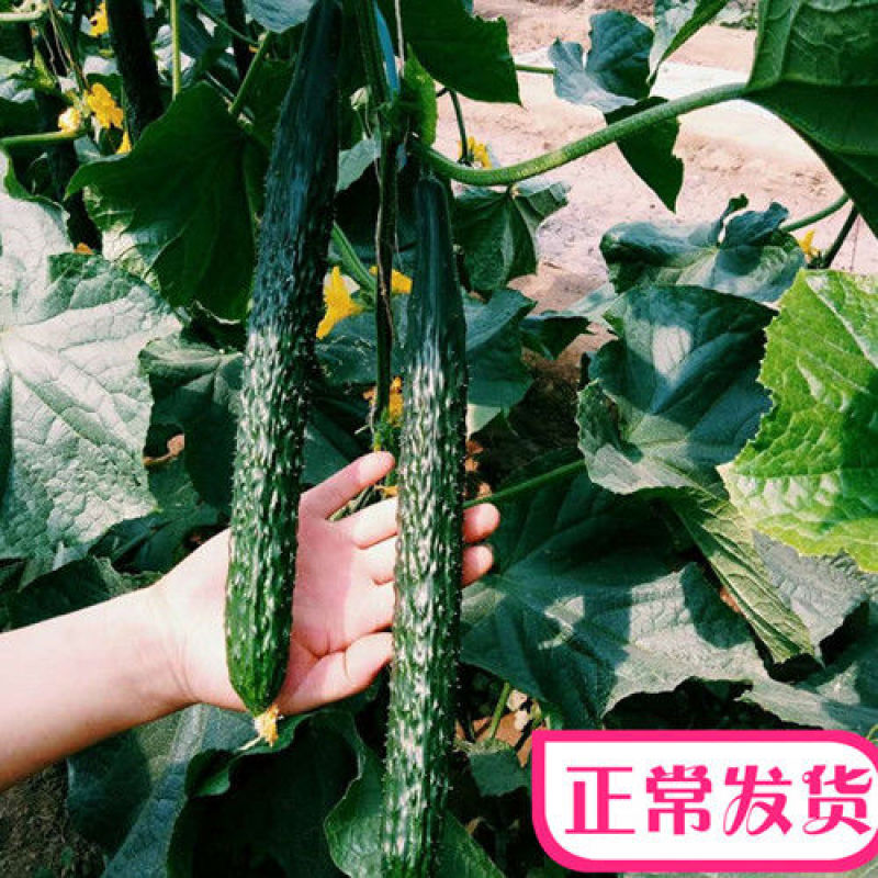 黄瓜种子苗春夏秋季四季高产满心绿黄瓜菜种子阳台庭院蔬菜种