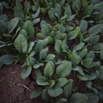 江苏黑圆叶菠菜万亩基地