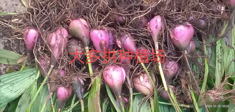 野生冰球子，独祘兰种苗