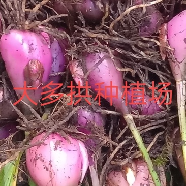 野生冰球子，独祘兰种苗