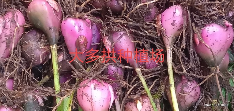 野生冰球子，独祘兰种苗