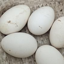 新鲜鹅蛋，双黄蛋农家散养孕妇可吃鹅蛋，，生鹅蛋，种鹅蛋