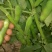 蚕豆种子农家老品种特级蚕豆种籽好吃营养丰富越冬种的蔬菜种