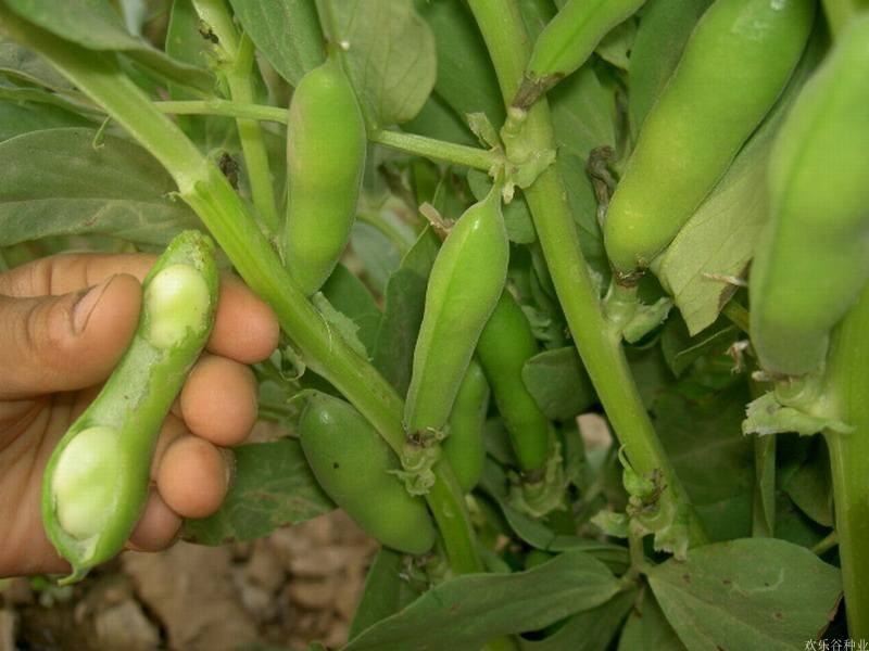 蚕豆种子农家老品种特级蚕豆种籽好吃营养丰富越冬种的蔬菜种