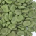 蚕豆种子农家老品种特级蚕豆种籽好吃营养丰富越冬种的蔬菜种