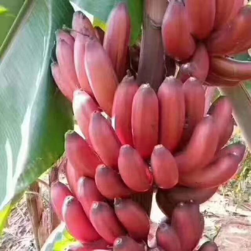 香蕉苗红香蕉宝岛苗威廉斯粉蕉金粉1号桂蕉1号中蕉九南天王