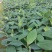香蕉苗红香蕉宝岛苗威廉斯粉蕉金粉1号桂蕉1号中蕉九南天王