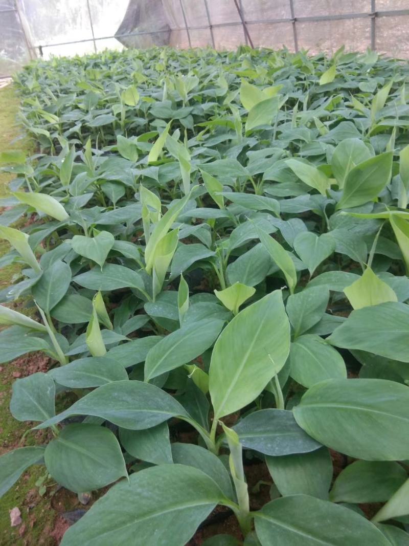 香蕉苗红香蕉宝岛苗威廉斯粉蕉金粉1号桂蕉1号中蕉九南天王