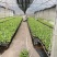 香蕉苗红香蕉宝岛苗威廉斯粉蕉金粉1号桂蕉1号中蕉九南天王