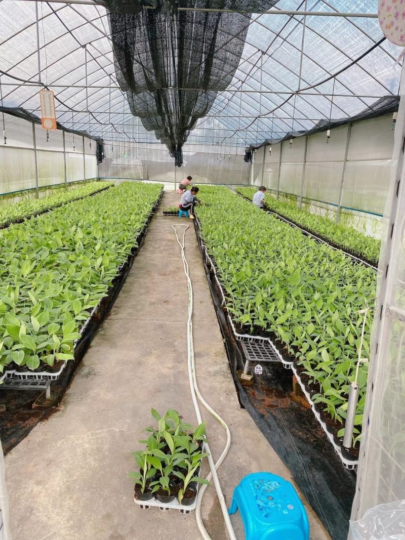 香蕉苗红香蕉宝岛苗威廉斯粉蕉金粉1号桂蕉1号中蕉九南天王