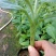 香蕉苗红香蕉宝岛苗威廉斯粉蕉金粉1号桂蕉1号中蕉九南天王
