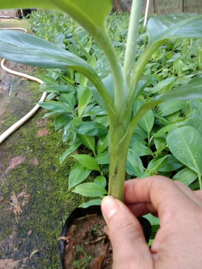 香蕉苗红香蕉宝岛苗威廉斯粉蕉金粉1号桂蕉1号中蕉九南天王