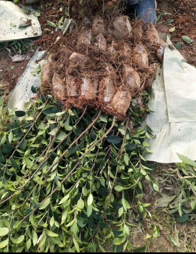 【顺丰包邮】长林系30-130cm嫁接油茶苗量大可议价