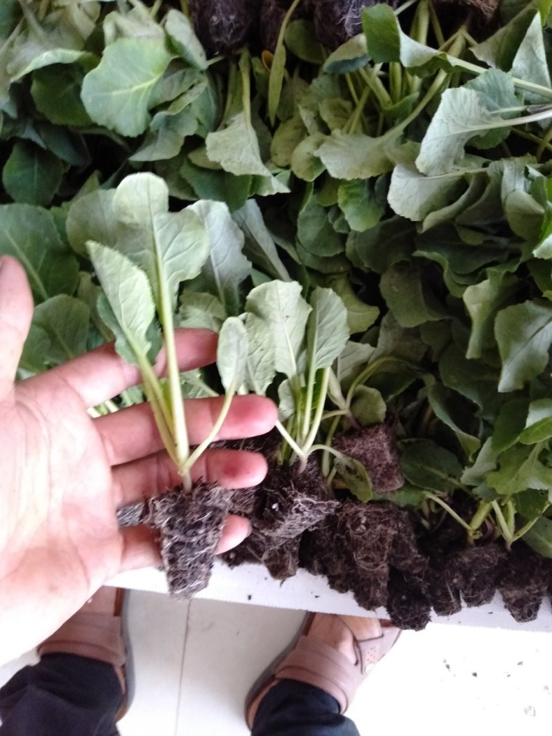 【精品】云南菜花苗，成活率都好，欢迎各位前来咨询