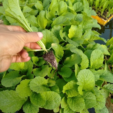 【精品】云南菜花苗，成活率都好，欢迎各位前来咨询