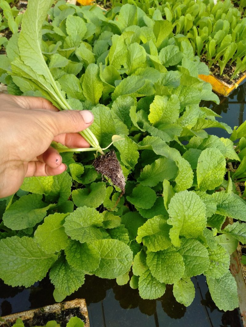 【精品】云南菜花苗，成活率都好，欢迎各位前来咨询