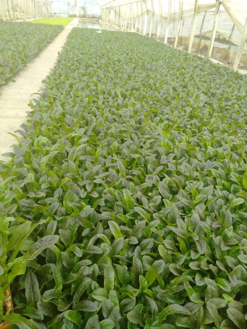 【精品】云南菜花苗，成活率都好，欢迎各位前来咨询