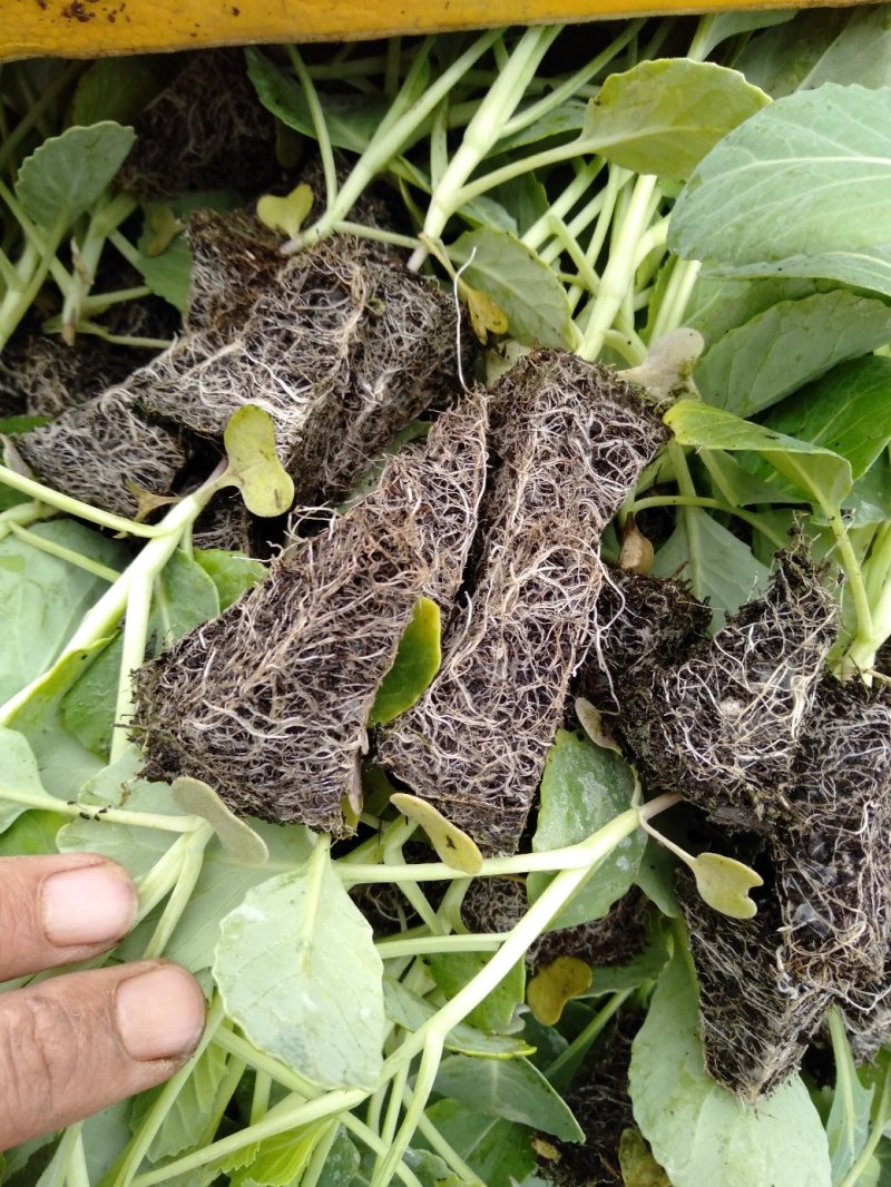 【精品】云南菜花苗，成活率都好，欢迎各位前来咨询