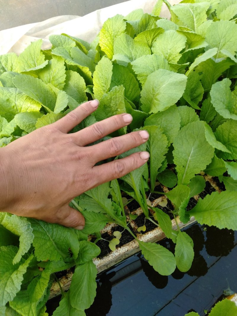 【精品】云南菜花苗，成活率都好，欢迎各位前来咨询