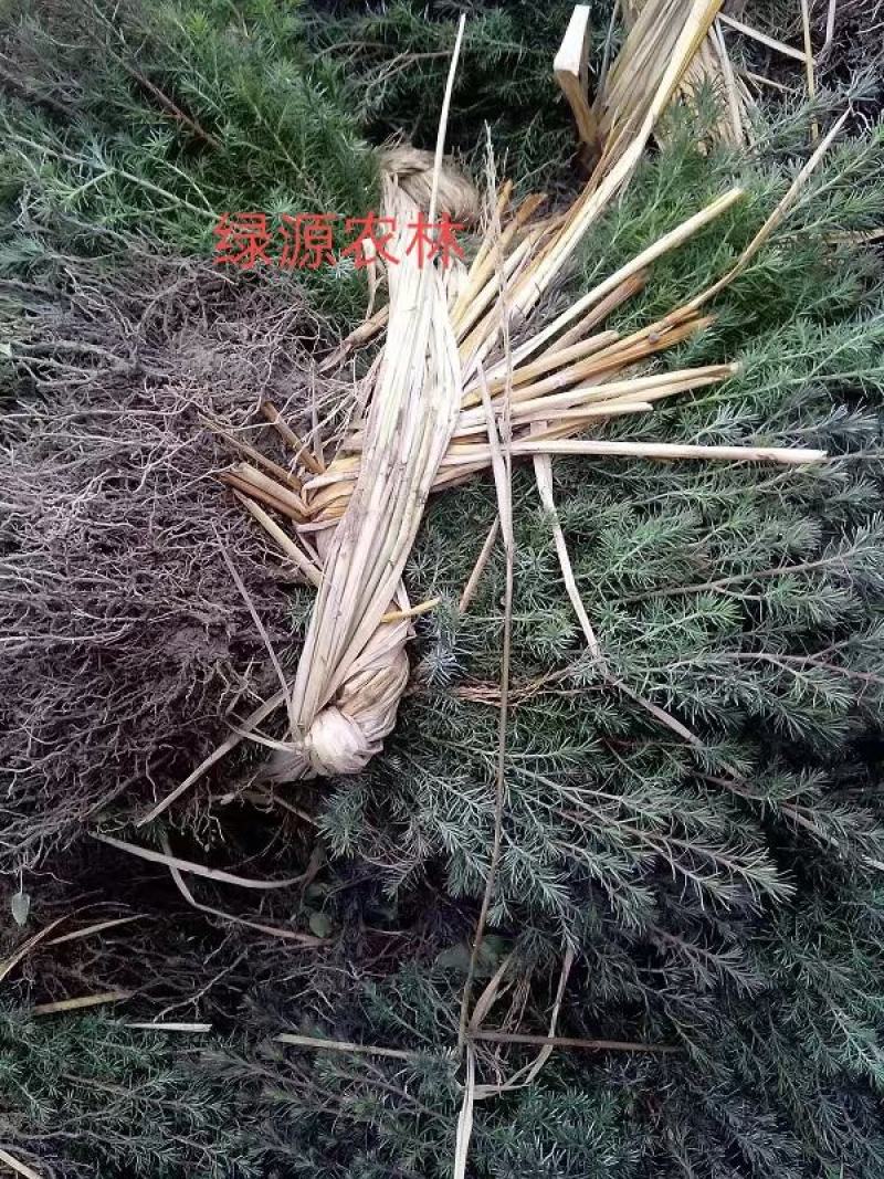 湖南优质柏木苗20~30cm规格全，柏木柏苗，大量现货