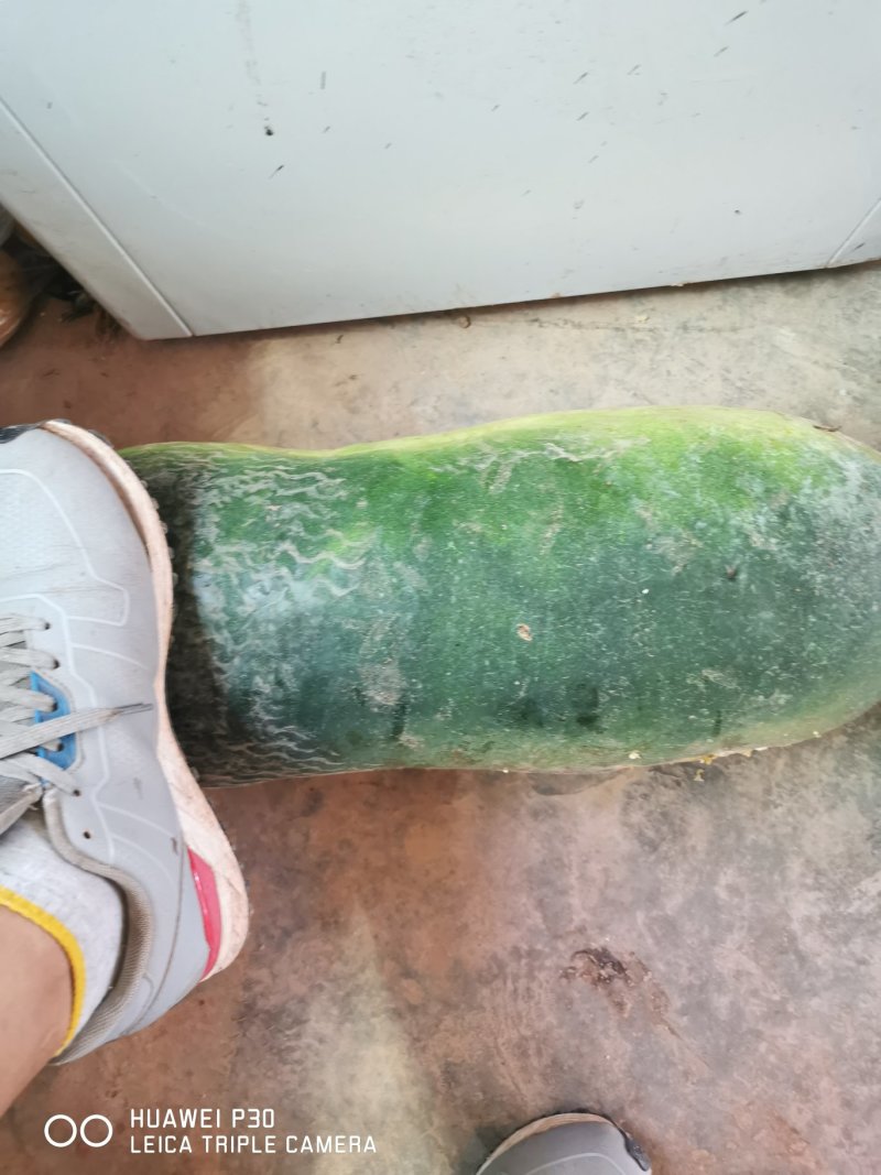 黑皮冬瓜统貨不议价销售