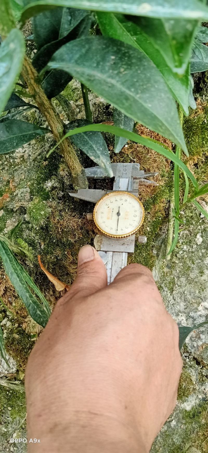 红美人爱嫒28.38号，甘平苗明日见苗纽荷尔苗