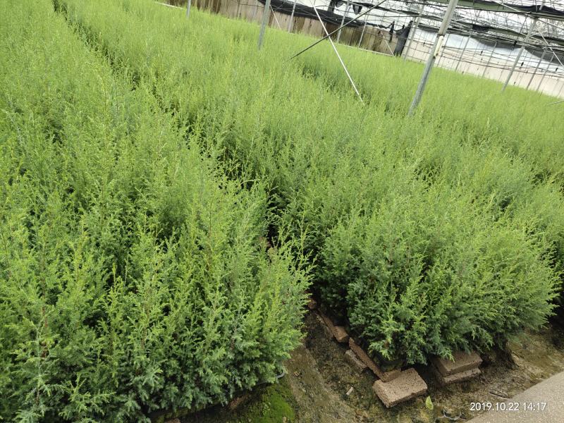 湖南优质柏木苗20~30cm规格全，柏木柏苗，大量现货