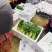 【特价】茼蒿菜品质佳颜色好新鲜保障【商超品质】