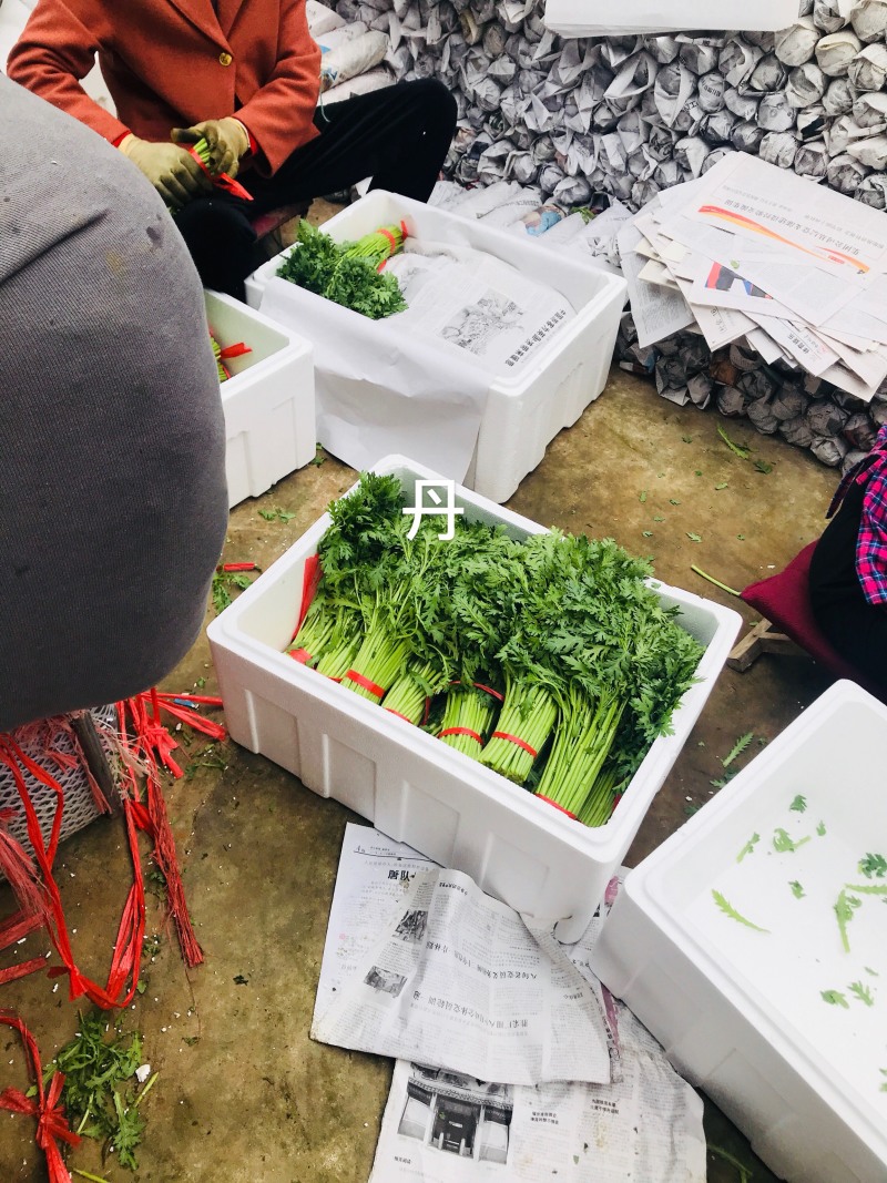 【特价】茼蒿菜品质佳颜色好新鲜保障【商超品质】