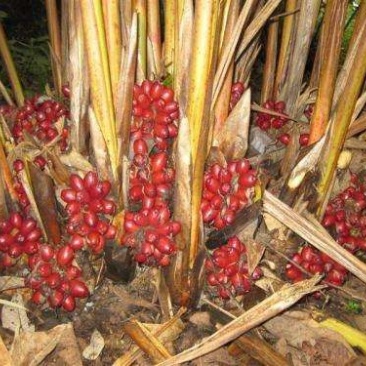 高黎贡山野生草果大量批发