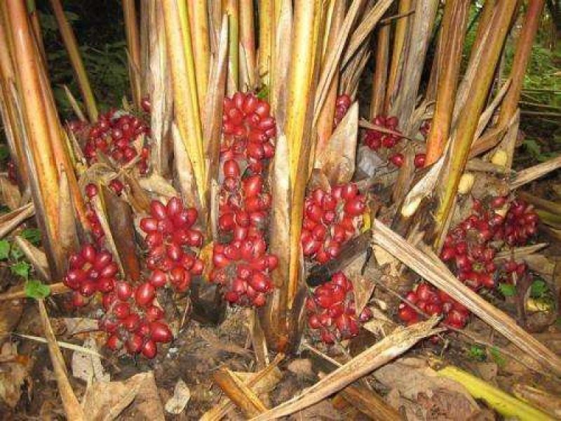 高黎贡山野生草果大量批发