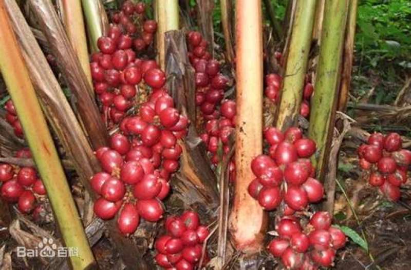高黎贡山野生草果大量批发