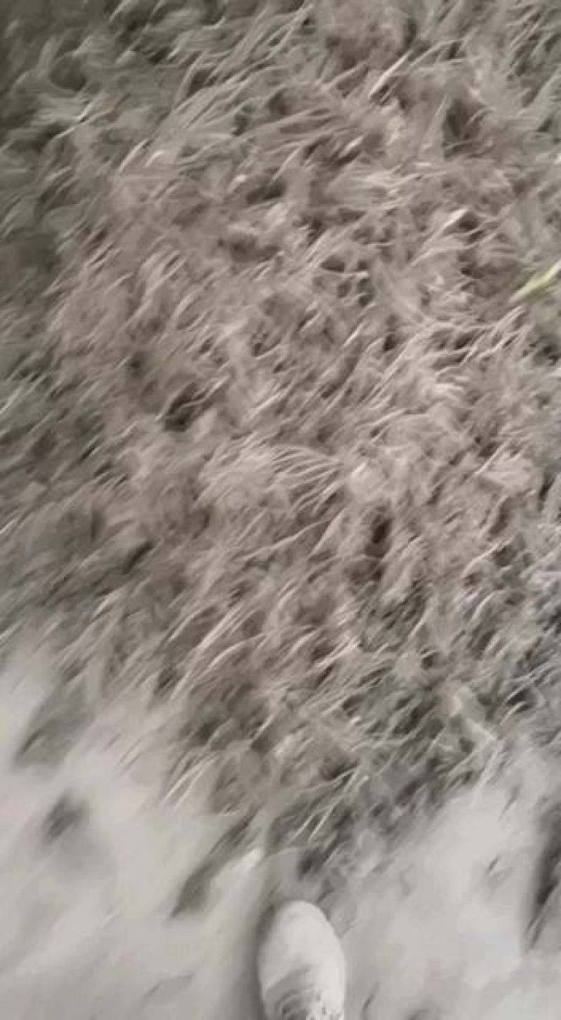 黄菜花苗冲里花，七蕊黄心，四月鲜五月绿，猛子花，量大送货