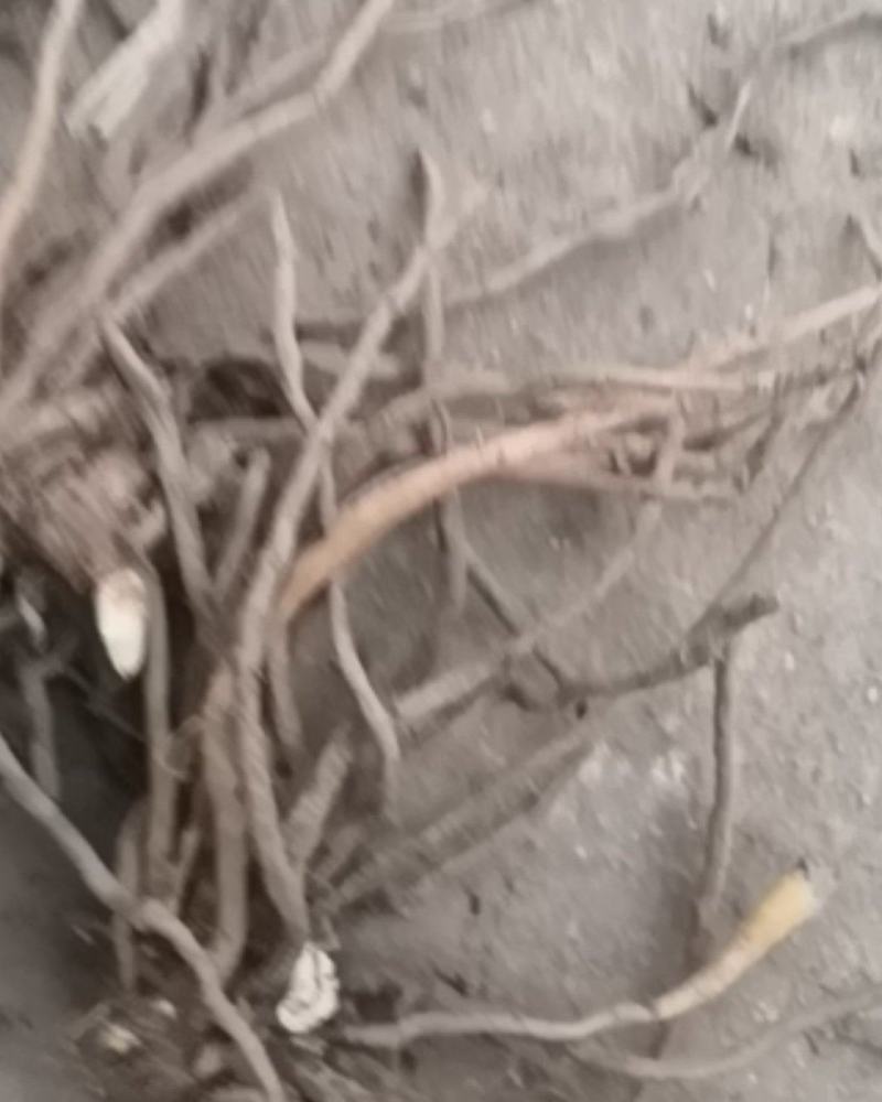 黄菜花苗冲里花，七蕊黄心，四月鲜五月绿，猛子花，量大送货