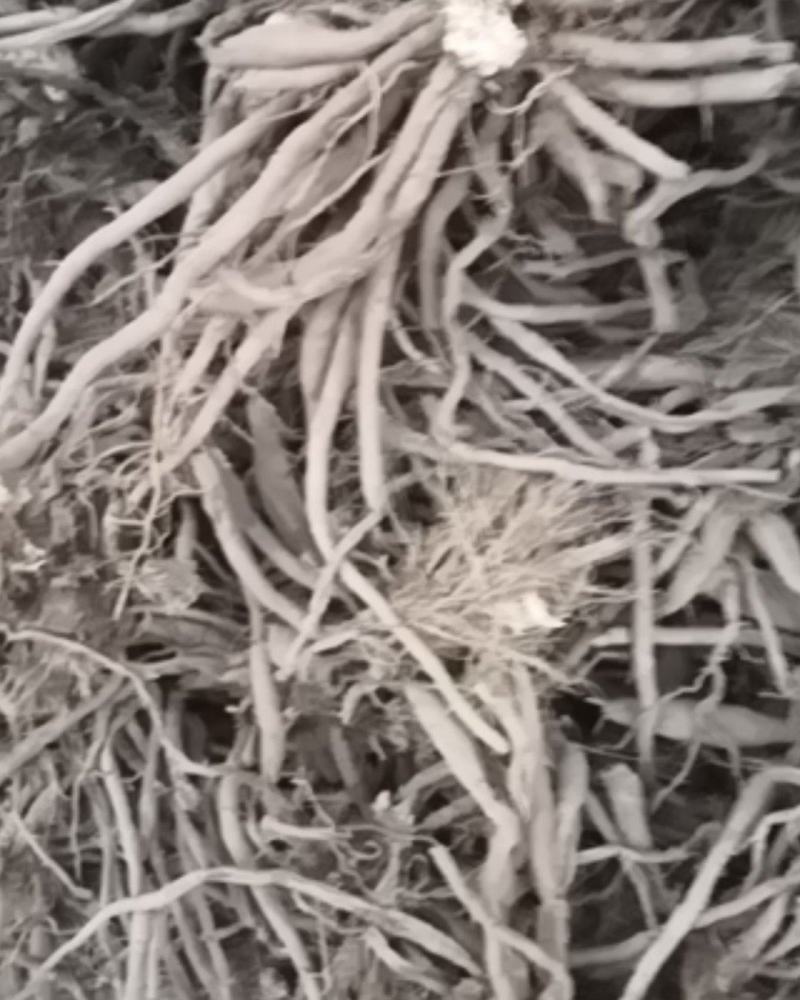 黄菜花苗冲里花，七蕊黄心，四月鲜五月绿，猛子花，量大送货