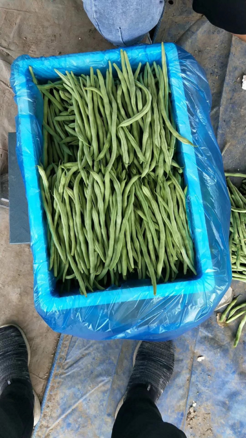 无丝豆芸豆大量上市需要的老板联系！！！！