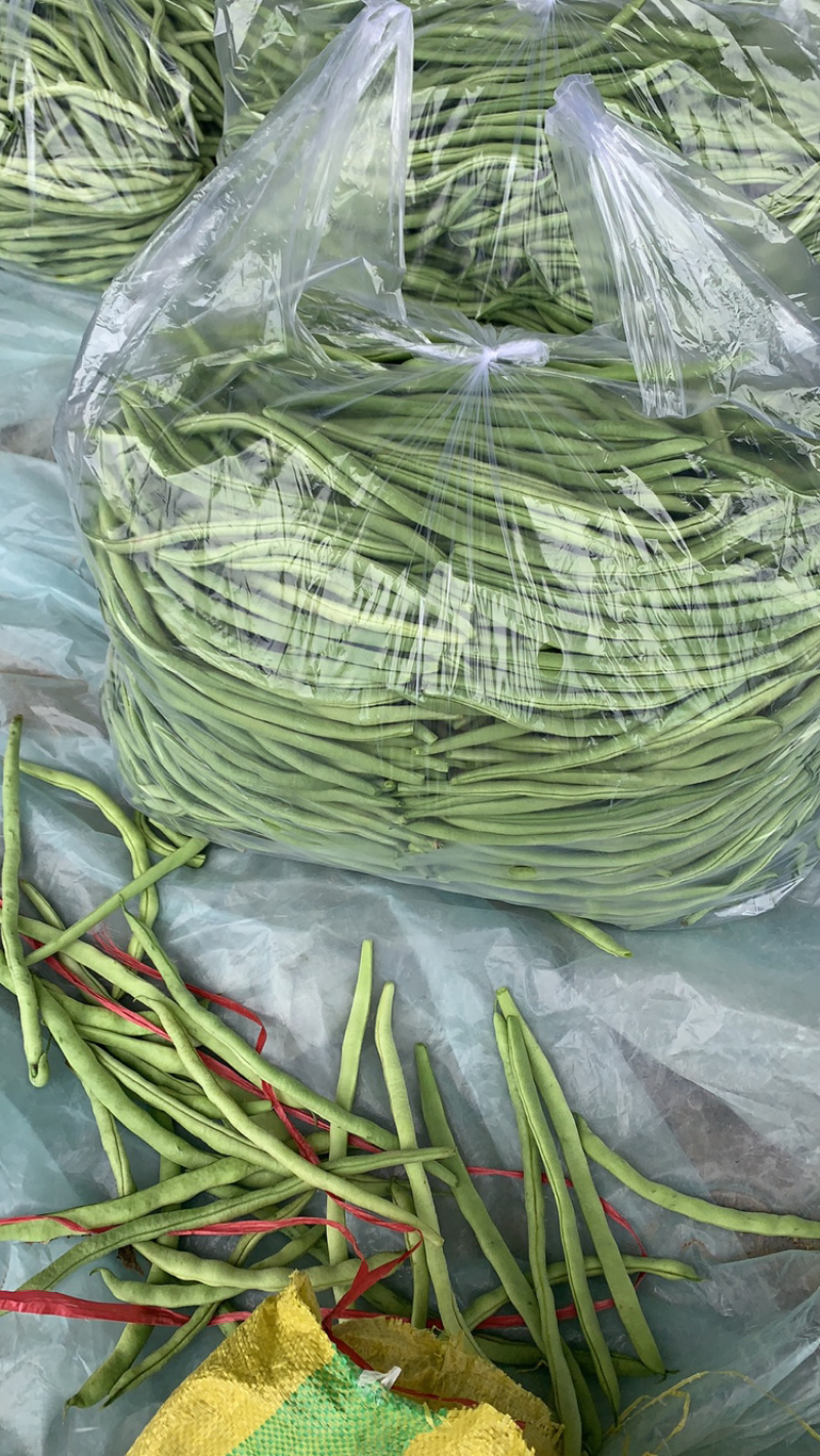 无丝豆芸豆大量上市需要的老板联系！！！！