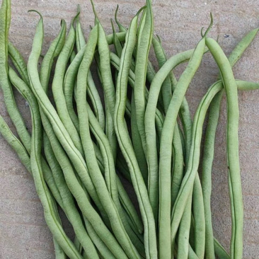 无丝豆芸豆大量上市需要的老板联系！！！！