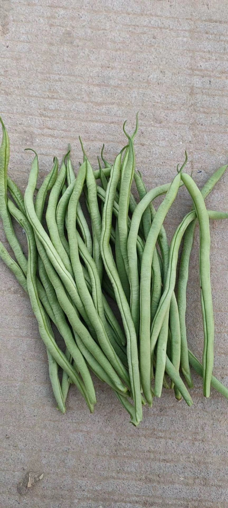 无丝豆芸豆大量上市需要的老板联系！！！！