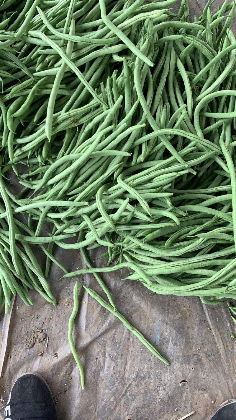 无丝豆芸豆大量上市需要的老板联系！！！！