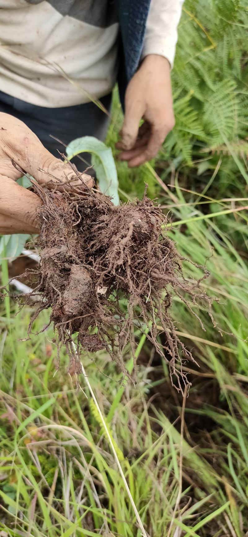草河车拳参紫参草血竭虾参红蚤休化骨莲拳皇小鸡货源采挖地