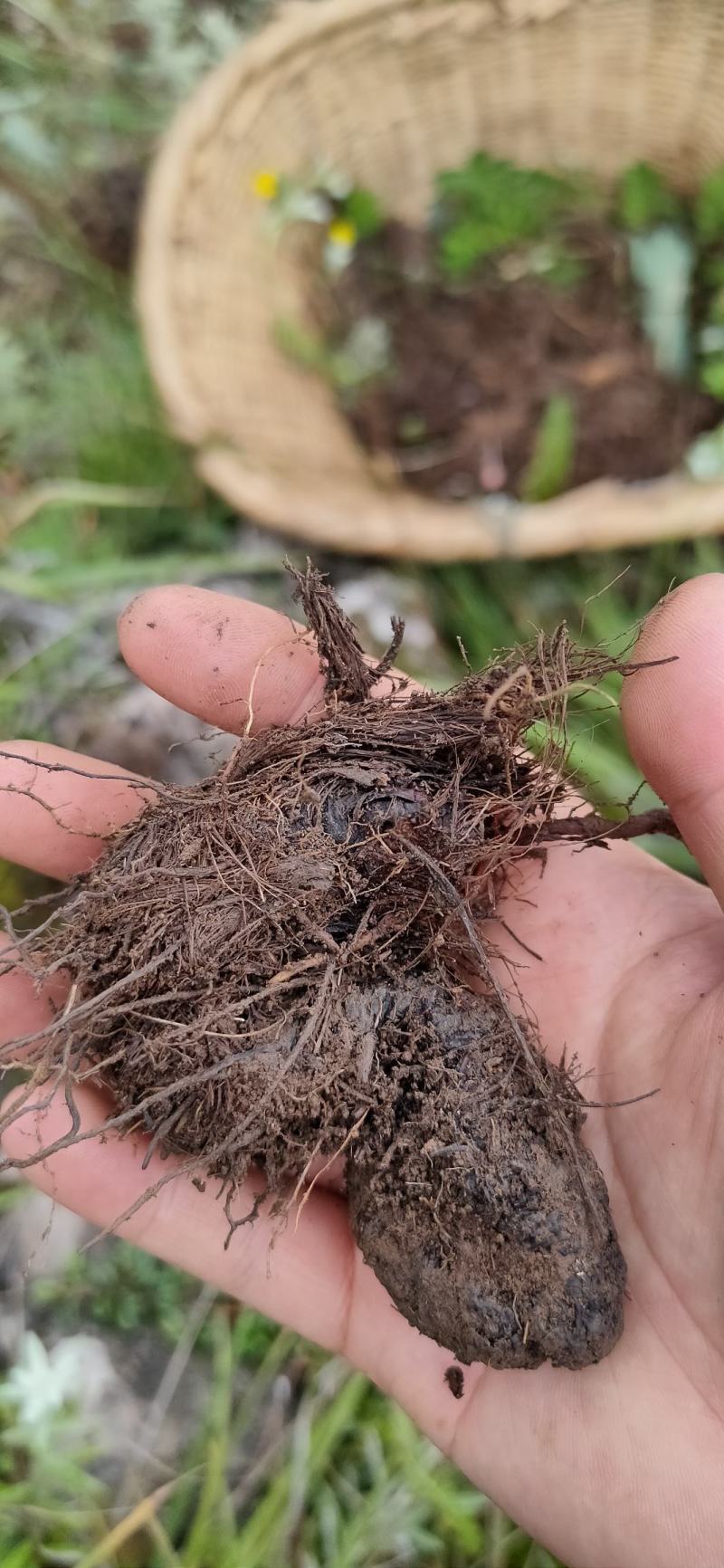 草河车拳参紫参草血竭虾参红蚤休化骨莲拳皇小鸡货源采挖地