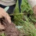 草河车拳参紫参草血竭虾参红蚤休化骨莲拳皇小鸡货源采挖地