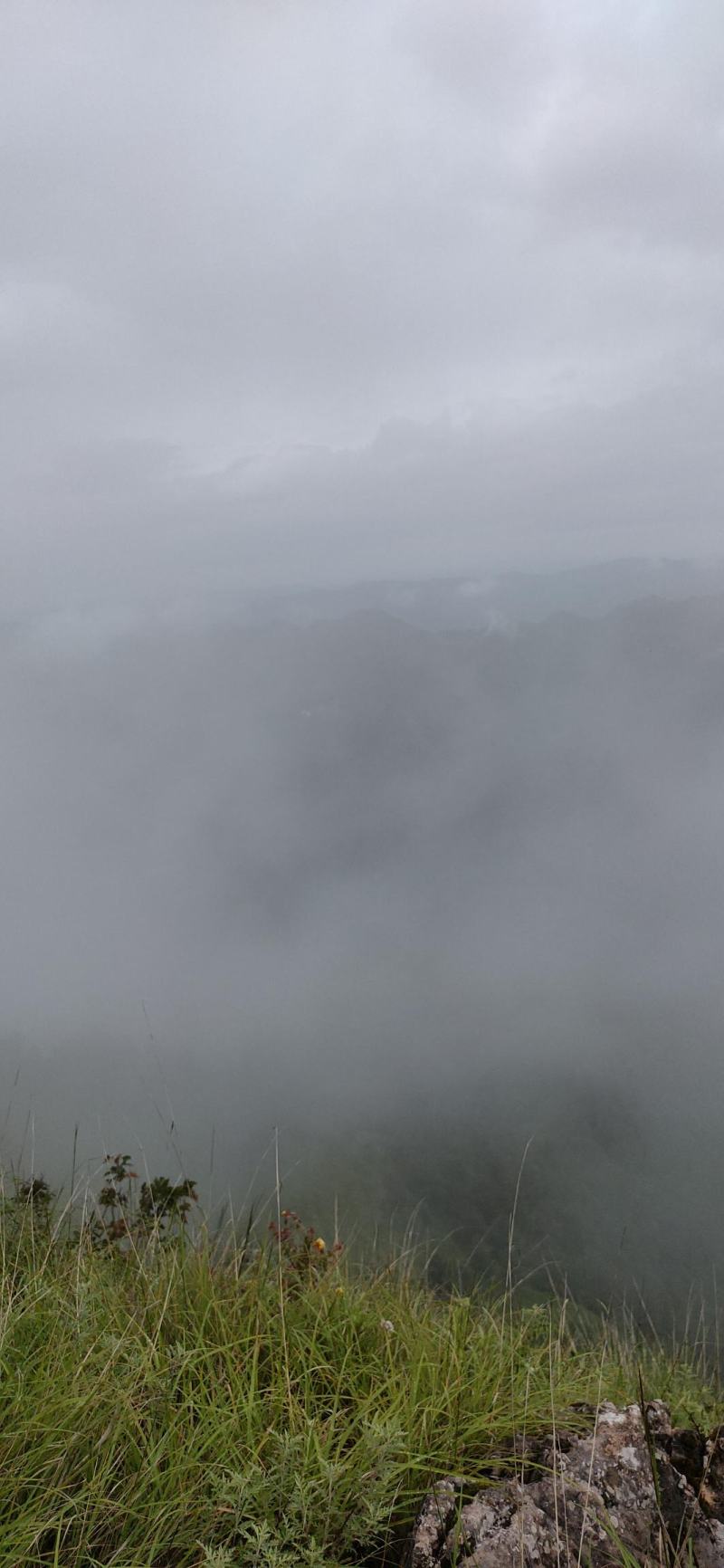 草河车拳参紫参草血竭虾参红蚤休化骨莲拳皇小鸡货源采挖地