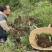 草河车拳参紫参草血竭虾参红蚤休化骨莲拳皇小鸡货源采挖地