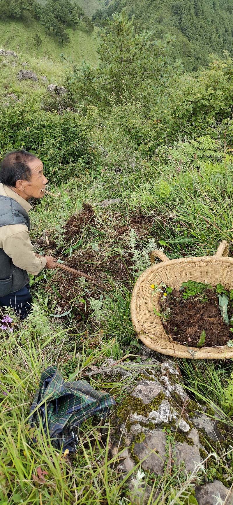 草河车拳参紫参草血竭虾参红蚤休化骨莲拳皇小鸡货源采挖地