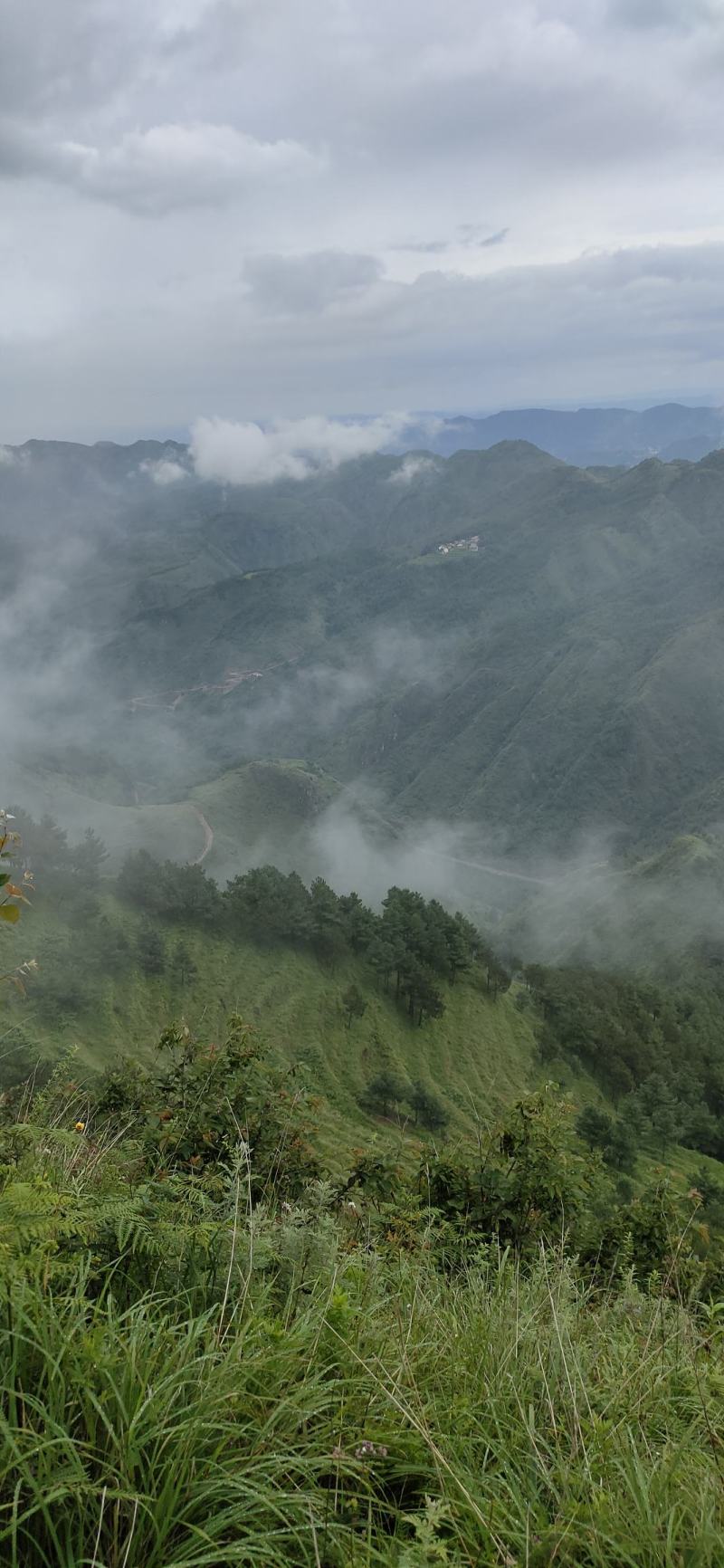 草河车拳参紫参草血竭虾参红蚤休化骨莲拳皇小鸡货源采挖地