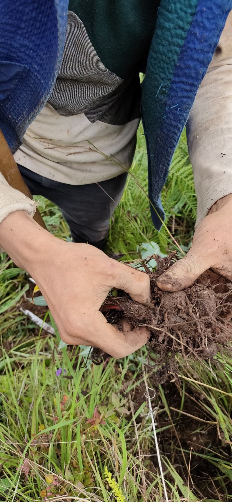 草河车拳参紫参草血竭虾参红蚤休化骨莲拳皇小鸡货源采挖地